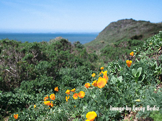 point reyes spring wildflowers
